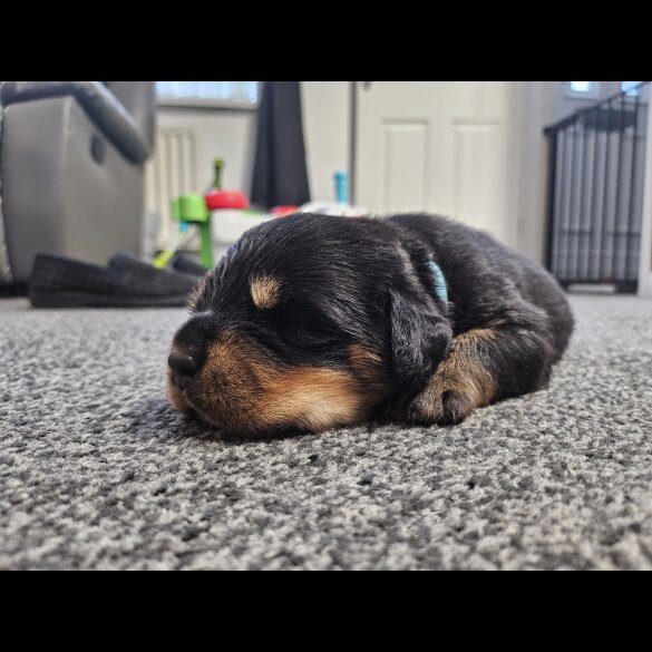 Rottweiler - Both