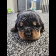 Rottweiler - Both