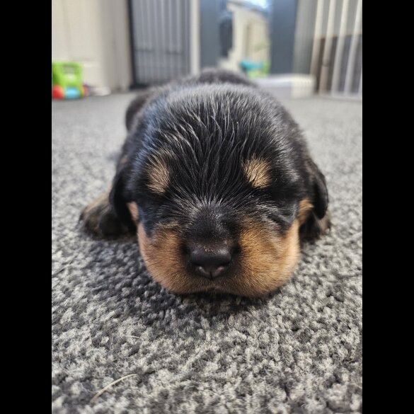 Rottweiler - Both