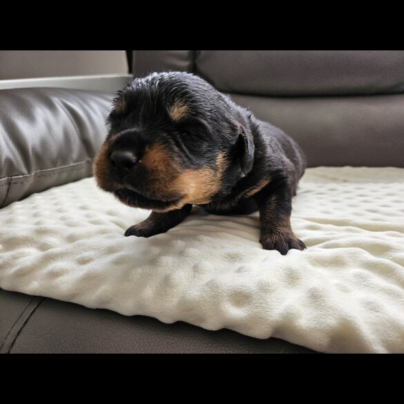 Rottweiler - Both