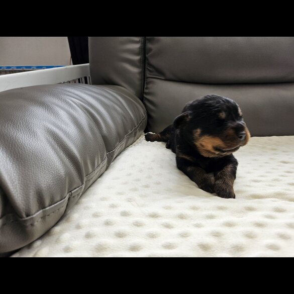 Rottweiler - Both