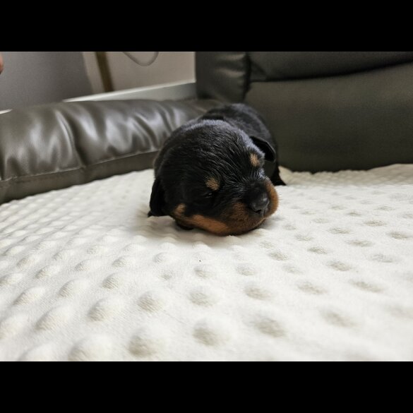 Rottweiler - Both