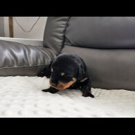 Rottweiler - Both