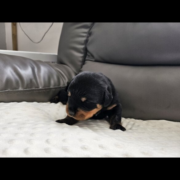 Rottweiler - Both