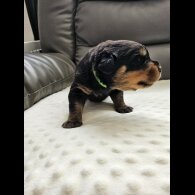 Rottweiler - Both