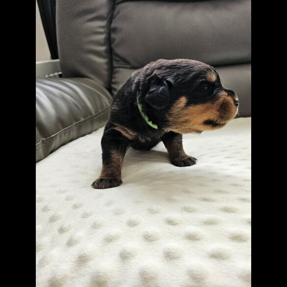 Rottweiler - Both