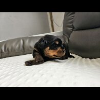 Rottweiler - Both