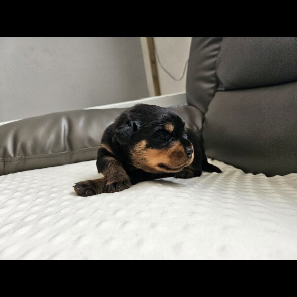 Rottweiler - Both