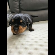 Rottweiler - Both