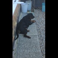 Rottweiler - Both