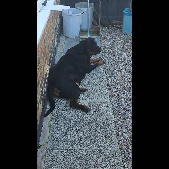 Rottweiler - Both