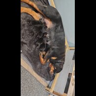 Rottweiler - Both