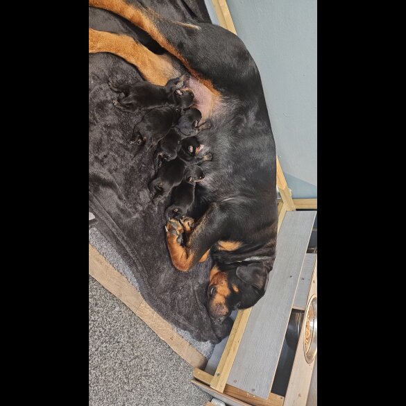 Rottweiler - Both