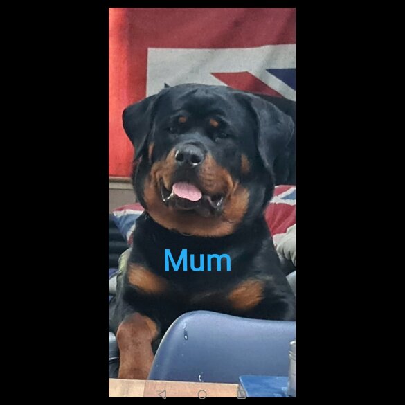 Rottweiler - Both
