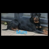 Rottweiler - Both