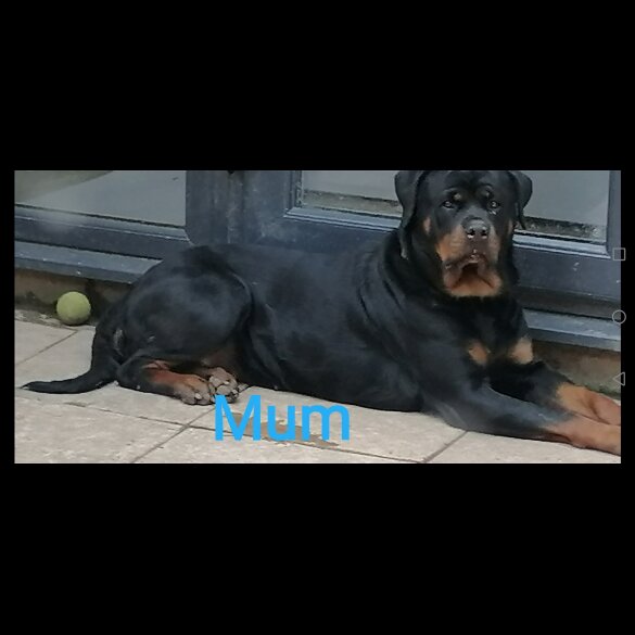 Rottweiler - Both