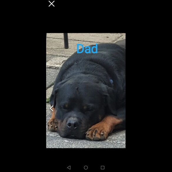 Rottweiler - Both