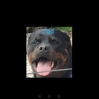 Rottweiler - Both