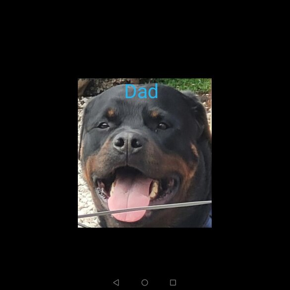 Rottweiler - Both