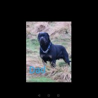 Rottweiler - Both