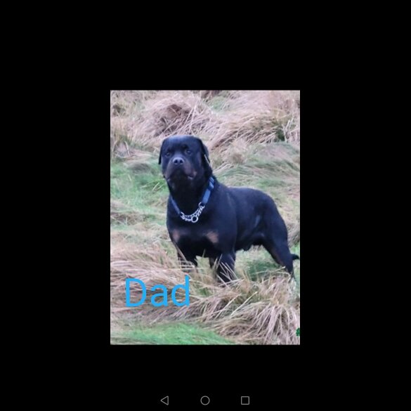 Rottweiler - Both