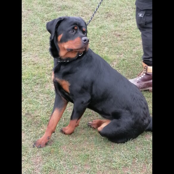 Rottweiler - Both