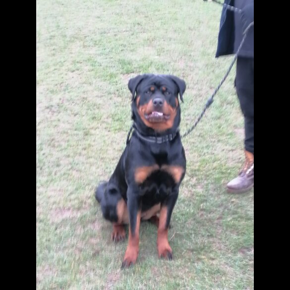 Rottweiler - Both