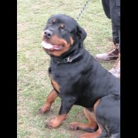 Rottweiler - Both
