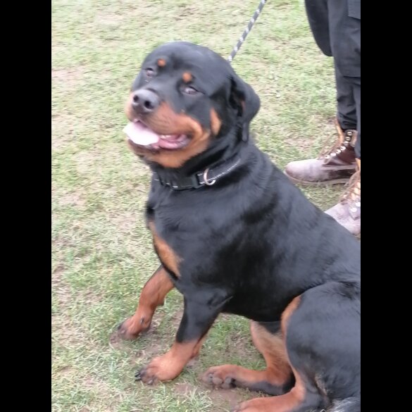 Rottweiler - Both