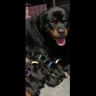 Rottweiler - Both