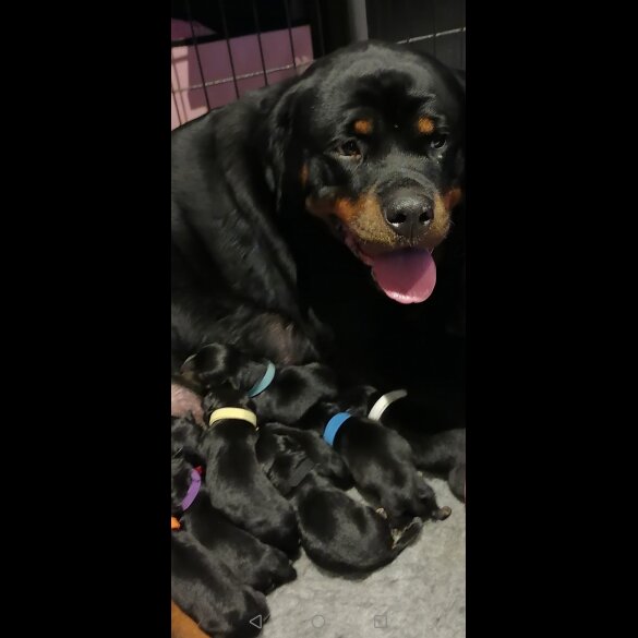 Rottweiler - Both