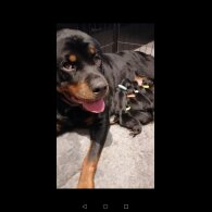 Rottweiler - Both