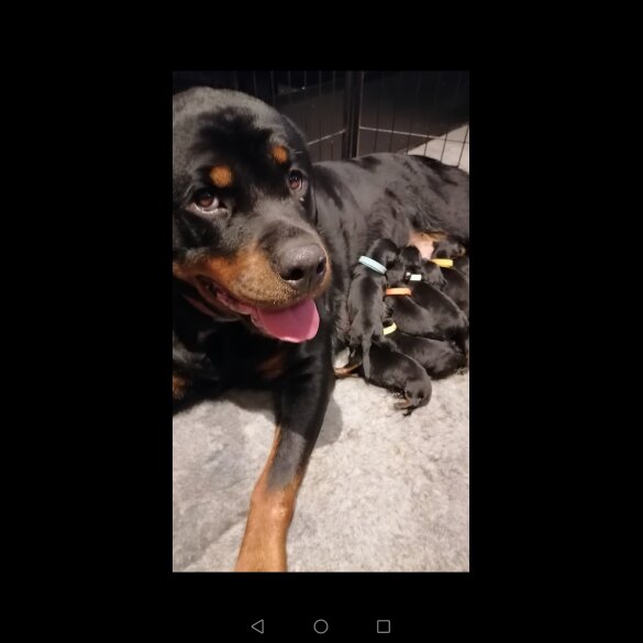 Rottweiler - Both
