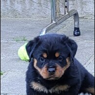 Rottweiler - Bitches