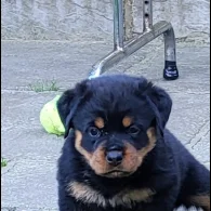 Rottweiler - Bitches