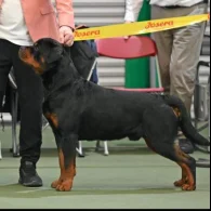 Rottweiler - Bitches