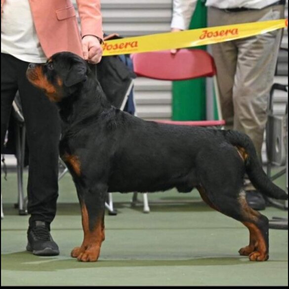 Rottweiler - Bitches