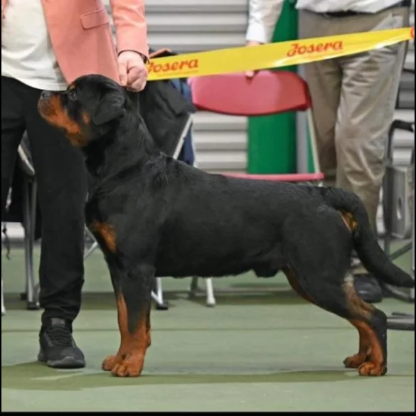 Rottweiler - Bitches