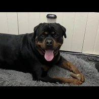 Rottweiler - Bitches