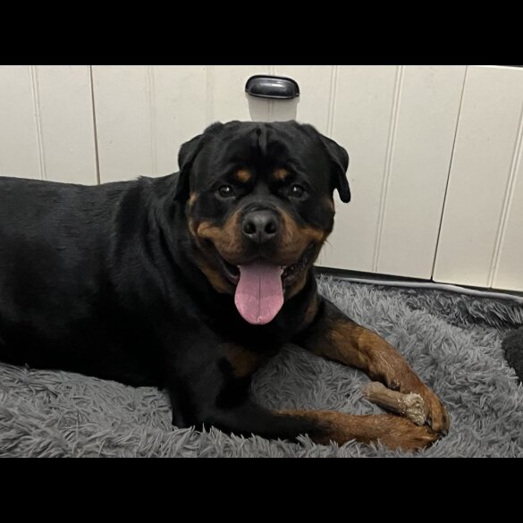 Rottweiler - Bitches