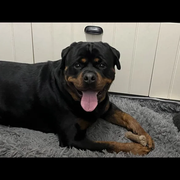 Rottweiler - Bitches