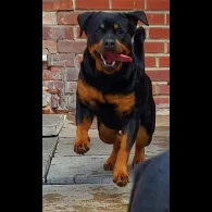 Rottweiler - Bitches