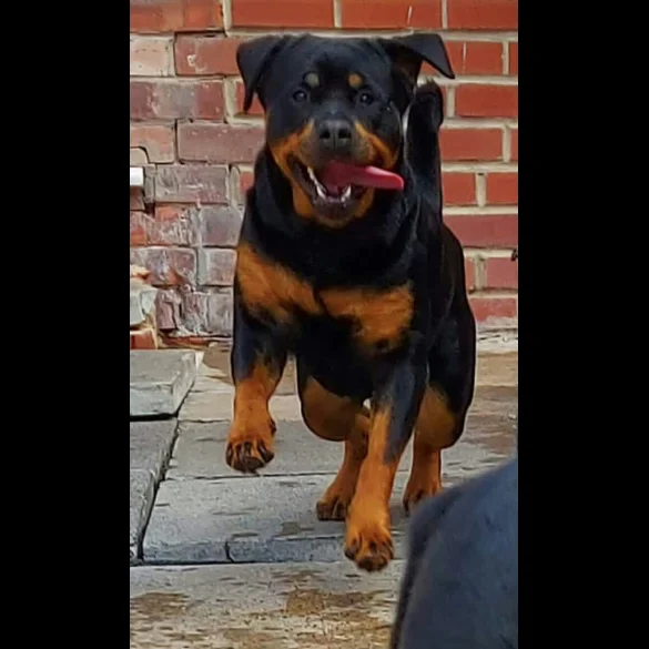 Rottweiler - Bitches