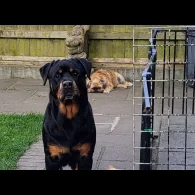 Rottweiler - Bitches