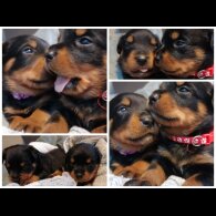 Rottweiler - Both