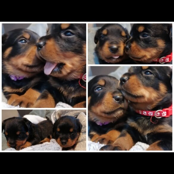 Rottweiler - Both