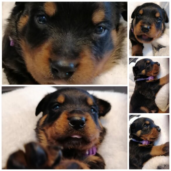 Rottweiler - Both