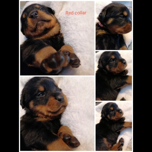 Rottweiler - Both