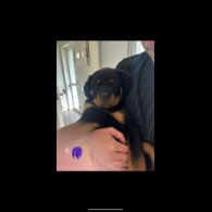 Rottweiler - Both