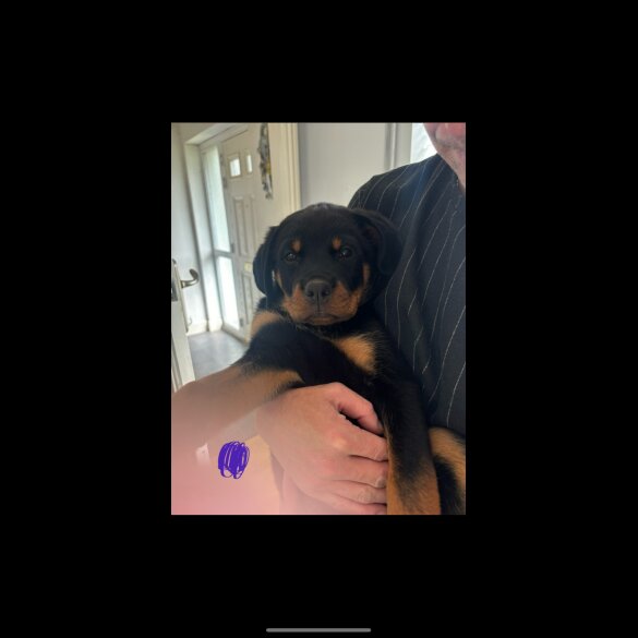 Rottweiler - Both